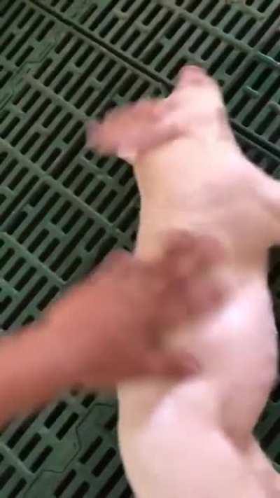 The hog sleeps so deep and you can&rsquo;t wake him up easily