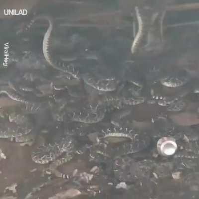 Discovering a rattlesnake den...in your backyard.