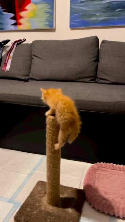 Oh bless he's so cute and brave kitty🥰