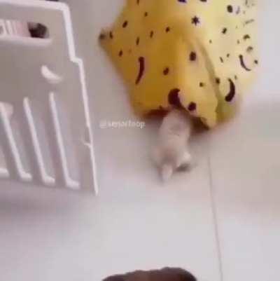 Blansnail Collector Of Pups