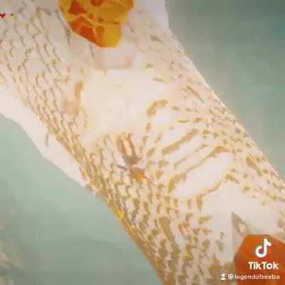 First time seeing a dragon didn't go so well...