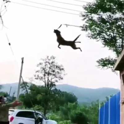 Dog's leap of faith to get his target