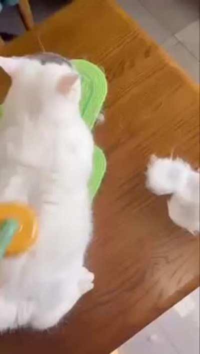 Forbidden pancakes...