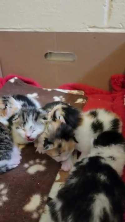 Criminal protests the detainment of his crew. Better watch out, he's a real tough guy.