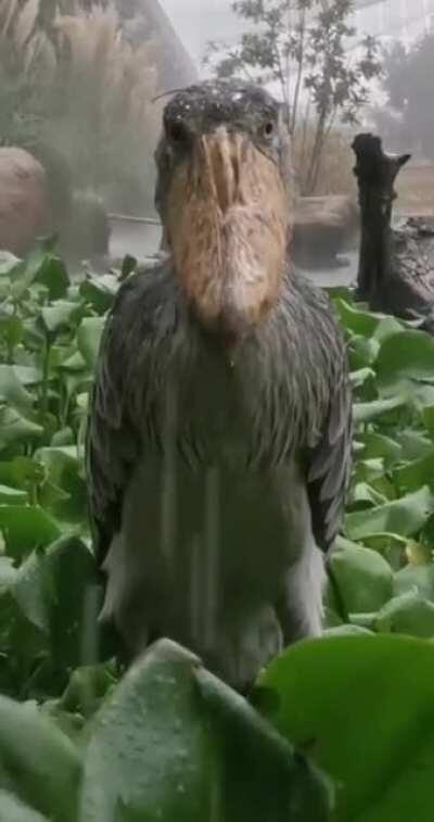 Shoebill bird is serious right now.....