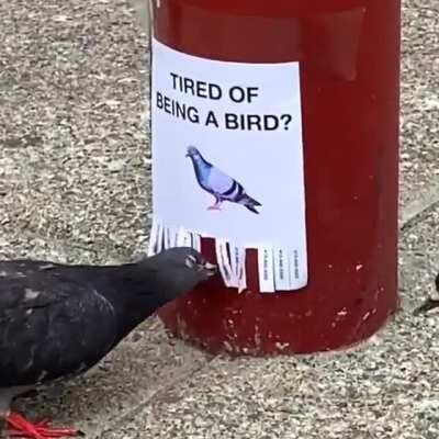 Курлык курлык?