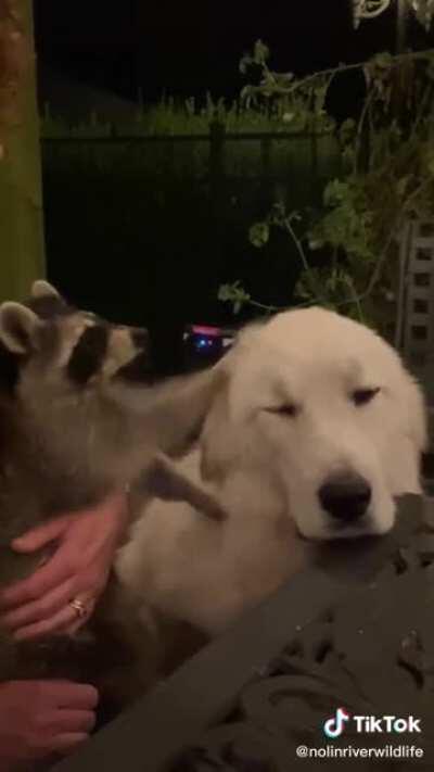 Can I pet that dog?!