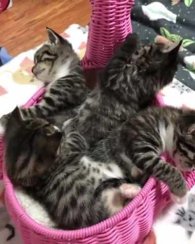 Cuddle puddle