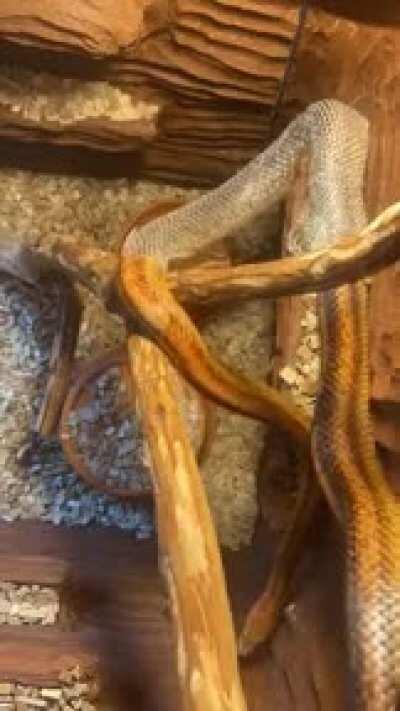 caught on cam for the first time!