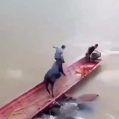 First Snakes On A Plane, now Bulls On A Boat!