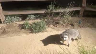 To blend in unnoticed