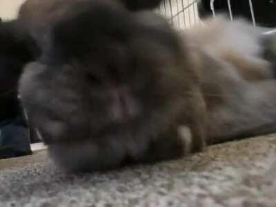 Accidentally woke her up to get a pic of her mouf :