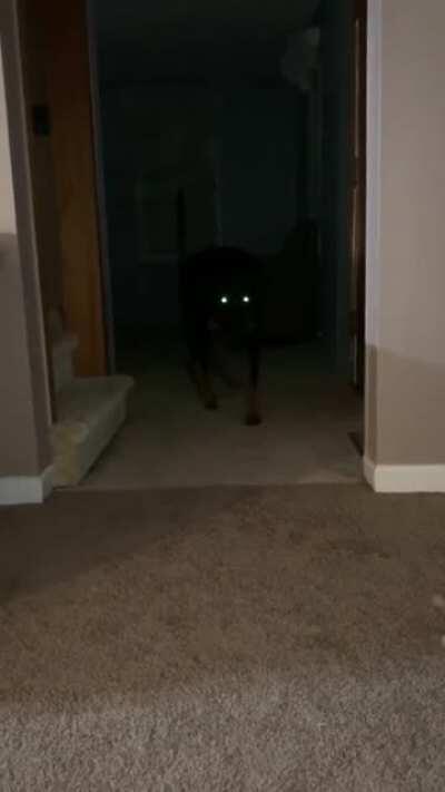 He might be a creepy dog... beware of him.