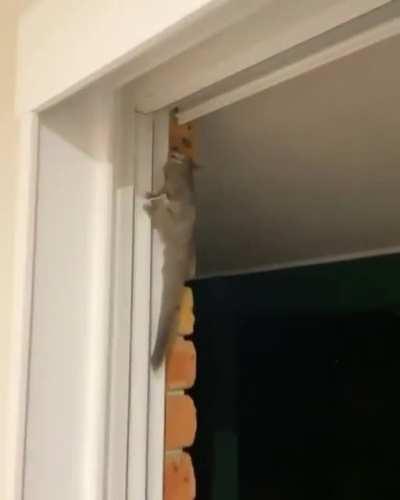 Be free my little friend