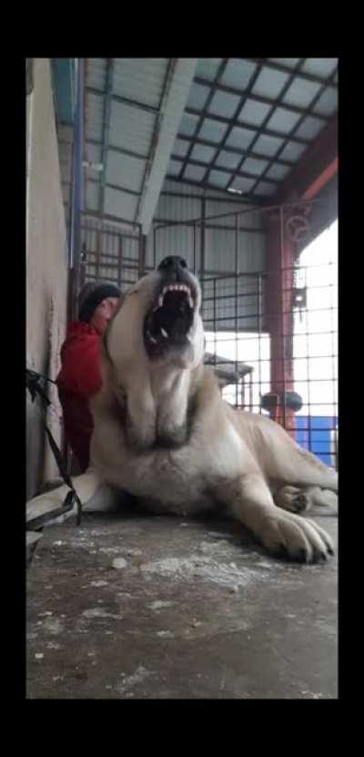 Не бойтесь, он просто понюхает