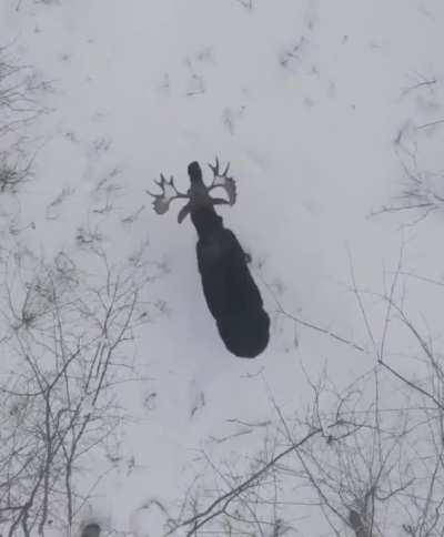 Drone footage recorded in a New Brunswick woodland shows a moose losing both of its antlers. Credit: Derek Burgoyne