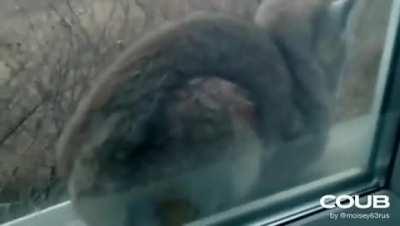 Доброе утро по сибирски