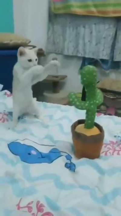 Let's fight Cactus...