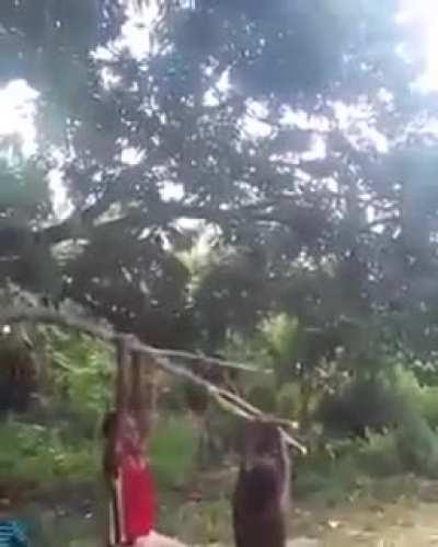 The small human catapult