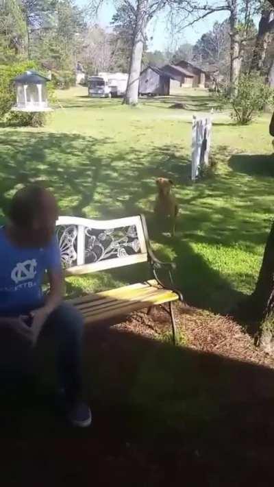 Man gets back from hospital, dog doesn't recognize owner until he sniffs him