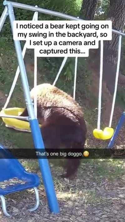 Bear likes to swing