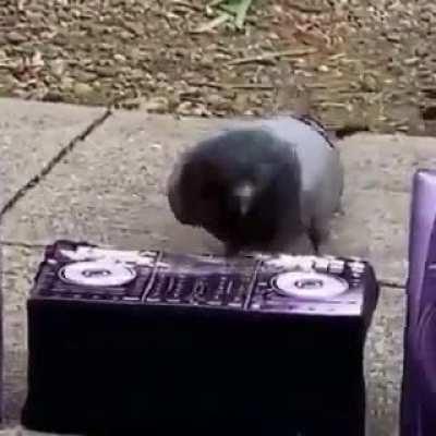 Bird Rave