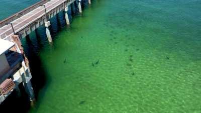 Stingray migration in the Gulf of Mexico along with footage of the Gulf State Park Pier which sustained damage in Hurricane Sally.