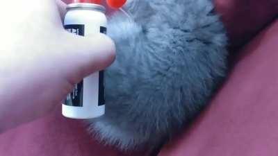 Waking up the cat with an air horn