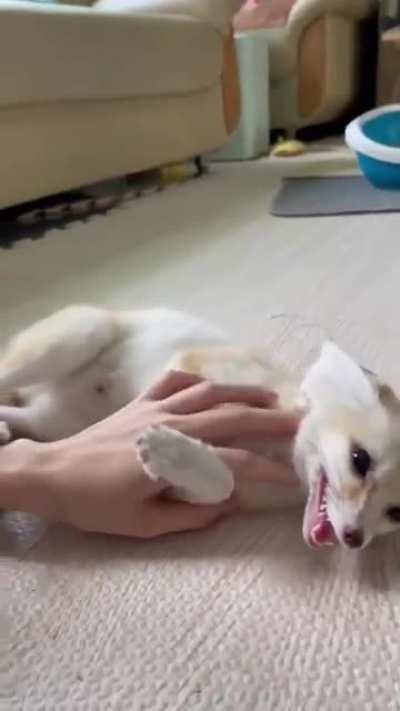 Chaos in animal form