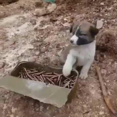 Best ammunition guard!)