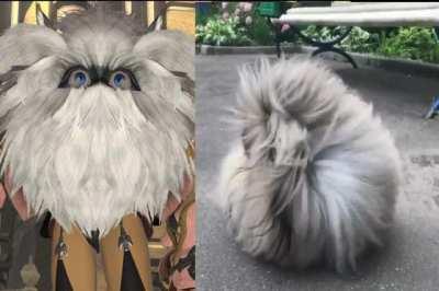 You want ze puff puff, yes?