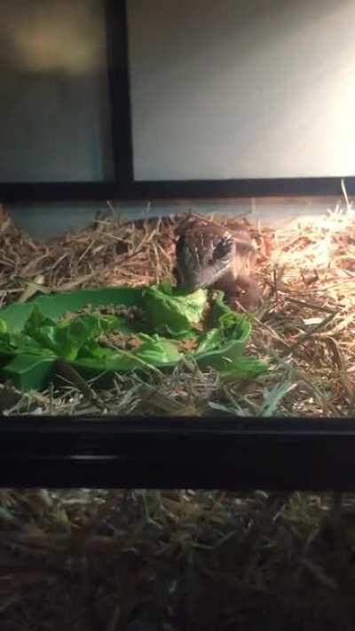 My Bluey Crayons going ham on some lettuce