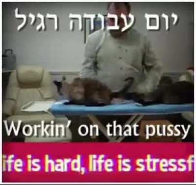 יום עבודה רגיל