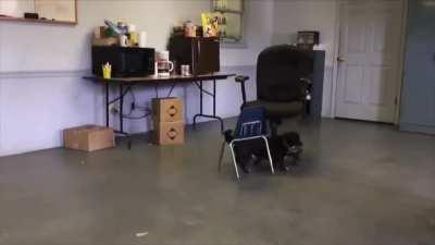 He has figured out how to invade the bigger chair..