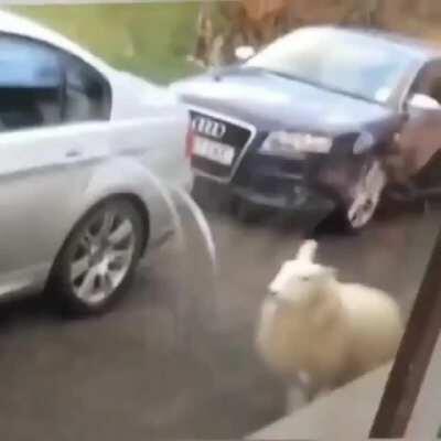 This sheep who was raised with dogs