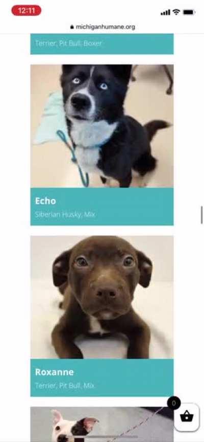 Entire shelter in Michigan is full of pits, lol but it’s de oWnEr nAWt dE brEaddd