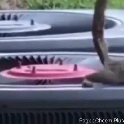 The squirrel died for sure