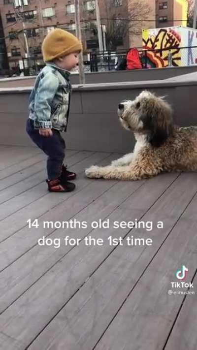 Kid meets doggy