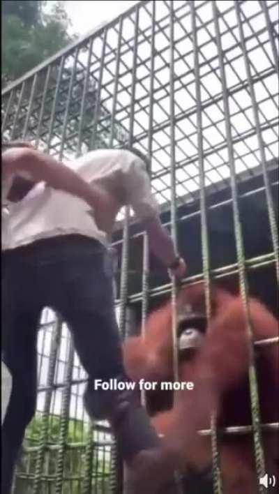 Wordington orangutan wants feet 🦶