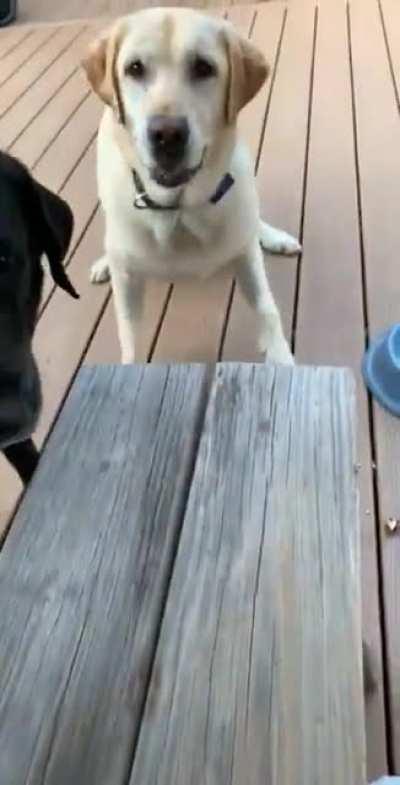 How much pride there is in them.