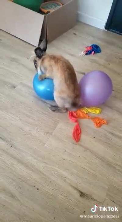 Party Time - Rabbit Style!!!