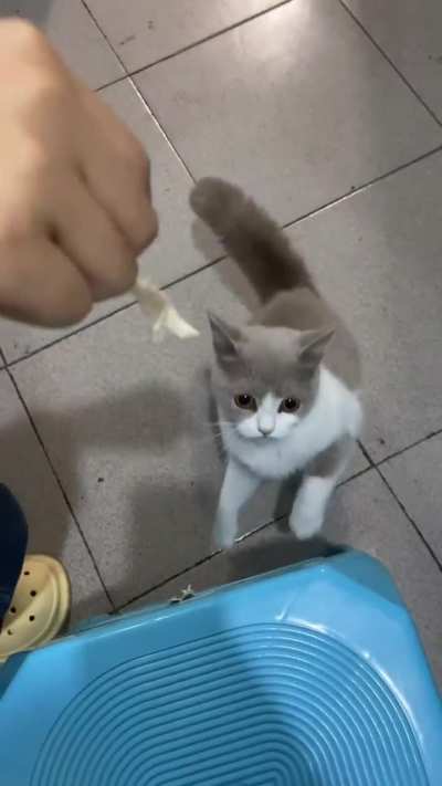 versene tavuğu urusbu cocu