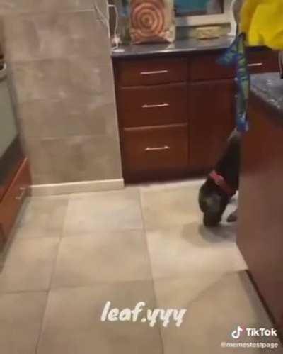 O CÃO POR TRAS DO RUIM (esse meme foi pego aki do reddit vou botar o nick do cara ser eu achar blz?)