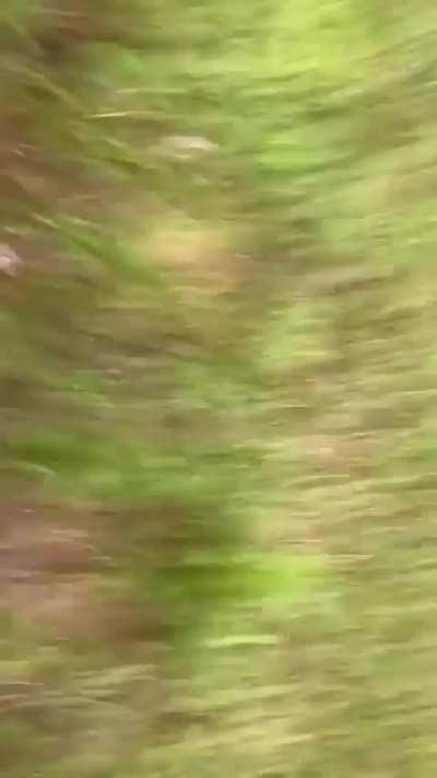 Don't tease saltwater crocodiles smh 