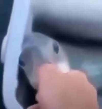 Cançaõ da cunha 🎶🎶