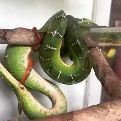 I thought all Snakes layed Eggs