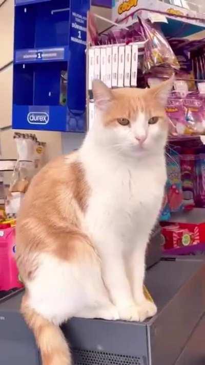 Thisismylifemeow: City Edition