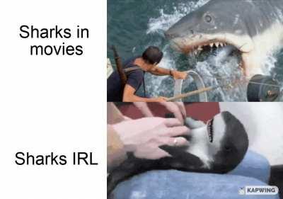 Sharks are awesome