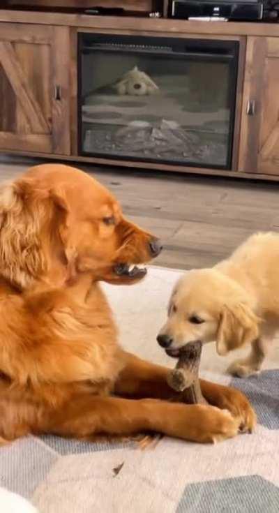 Children -don't wanna live with them, can't live without them