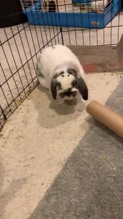 Funny bunnies hate their tube!